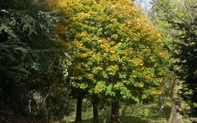 Éliminer les puces de parquet avec l’huile essentielle de Thym CT Thymol