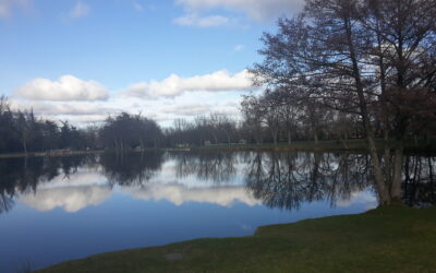 Lemongrass – Répulsif naturel contre les insectes