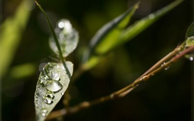 Éliminer durablement les mites alimentaires avec l’huile essentielle d’Origan compact