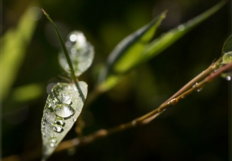 Éliminer durablement les mites alimentaires avec l’huile essentielle d’Origan compact